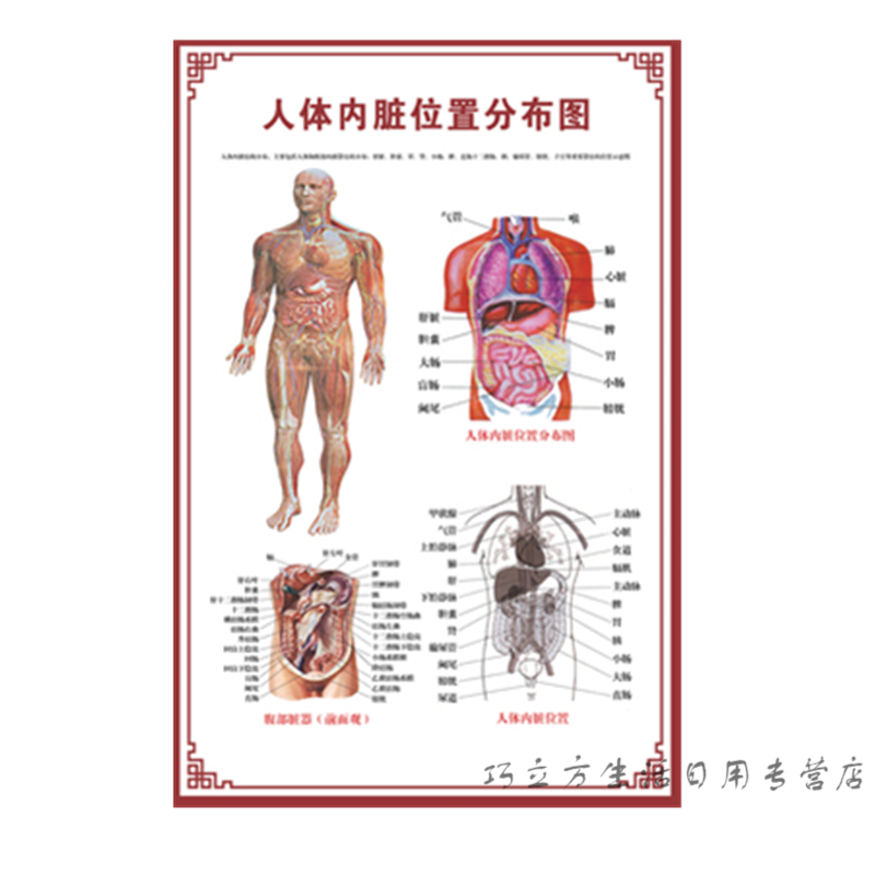 人体内脏解剖系统示意图医学骨骼肌肉器官血管血液结构图医院海报