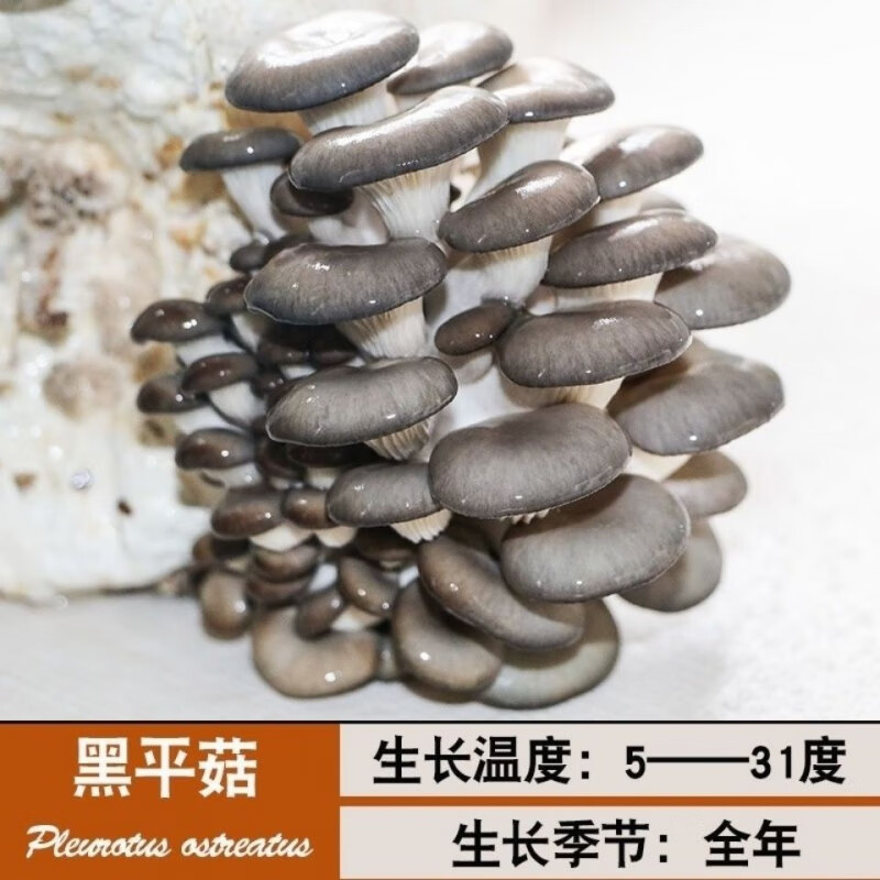 【S】蘑菇菌包 高产出菇包平菇菌种阳台多肉盆栽花卉植物菇 黑平菇【买1发3】