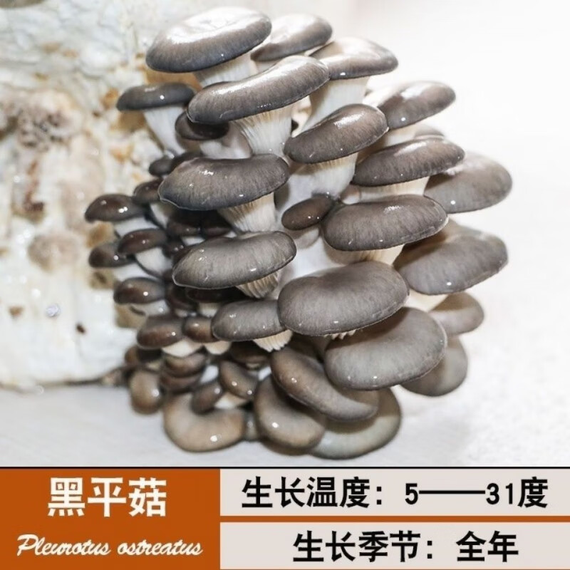 京东好券商品 2021-02-06 - 第16张 | 最新购物优惠券 京东好券商品 2021-02-06 - 第16张 | 最新购物优惠券