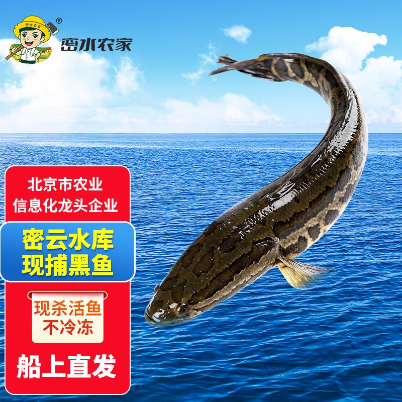 密水农家正宗水库鱼 新鲜黑鱼 活鱼新鲜宰杀乌鱼 生鲜水产 生态鱼 鲜