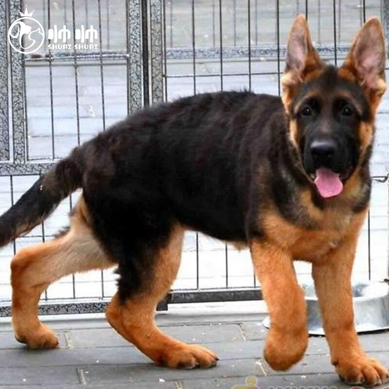 帅帅名宠北京犬舍 德国牧羊犬  黑背犬 大型犬狼犬  德牧幼犬活体