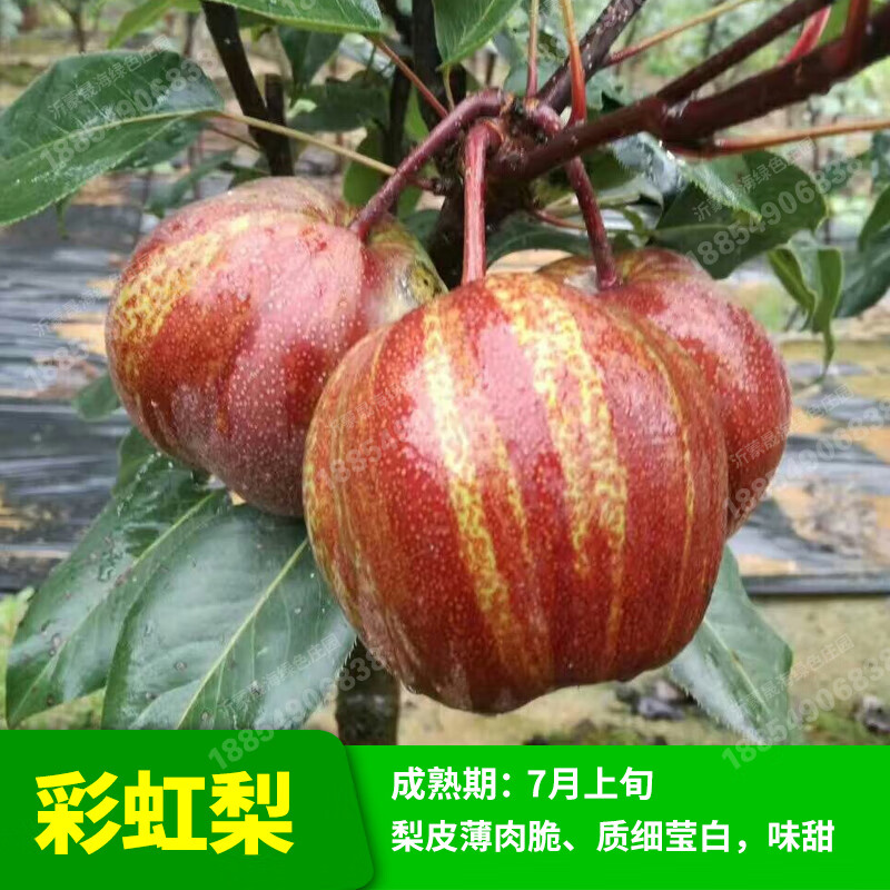 梨树苗 嫁接梨子树苗梨苗果树苗盆栽地栽苗南方北方庭院阳台种植 彩虹
