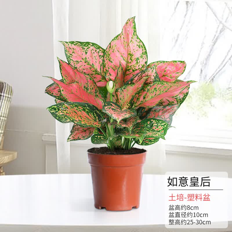 卉双如意皇后花盆栽吉利红桌面植物室内绿植花卉好养四季玛丽安万年青