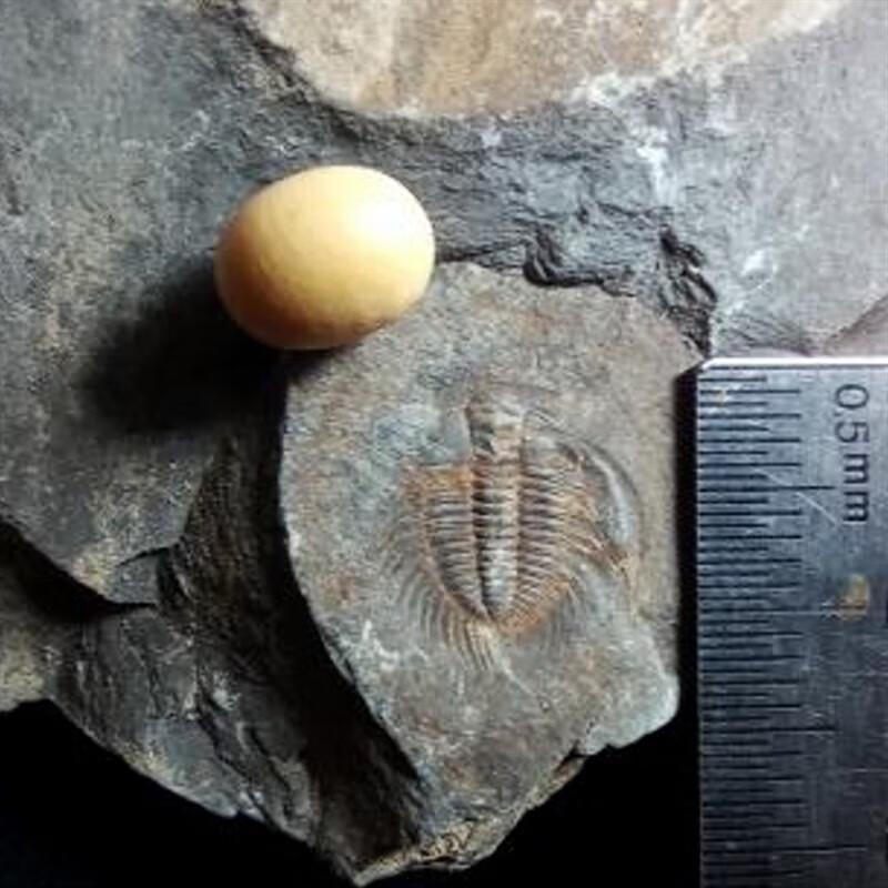 妙普乐三叶虫化石天然寒武纪张氏虫三叶虫鱼菊石化石原石标本古生物