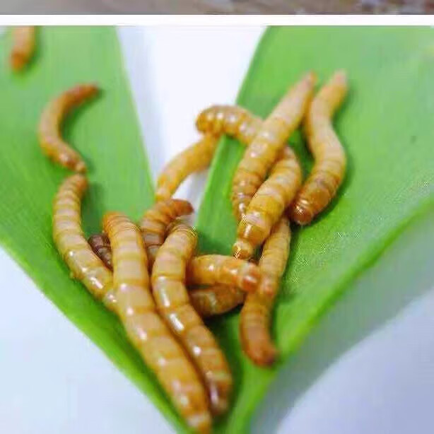 xmsj黄粉虫面包虫活虫活体幼虫子金龙鱼蝎子乌龟画眉鸟食石蛙饲料 200
