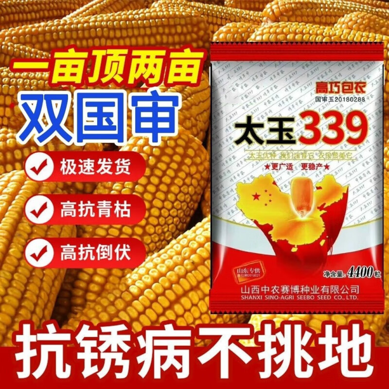 矮杆玉米种子双胞胎红轴包谷抗虫抗病抗旱双国审太玉339