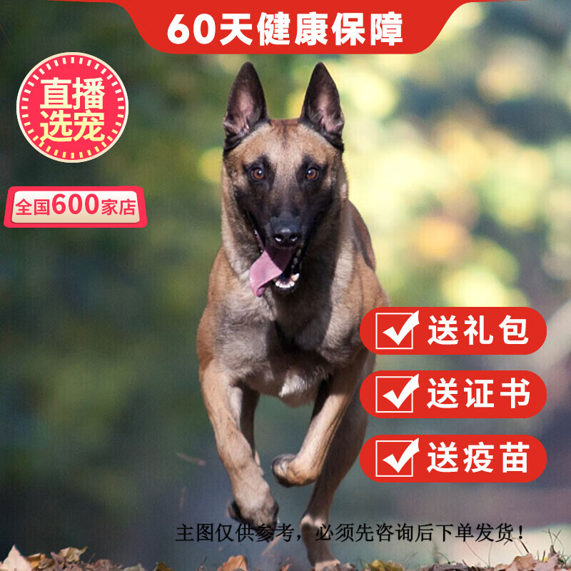 优宠奇派马犬幼崽马犬幼犬纯种宠物狗狗马犬 宠物级 a 公