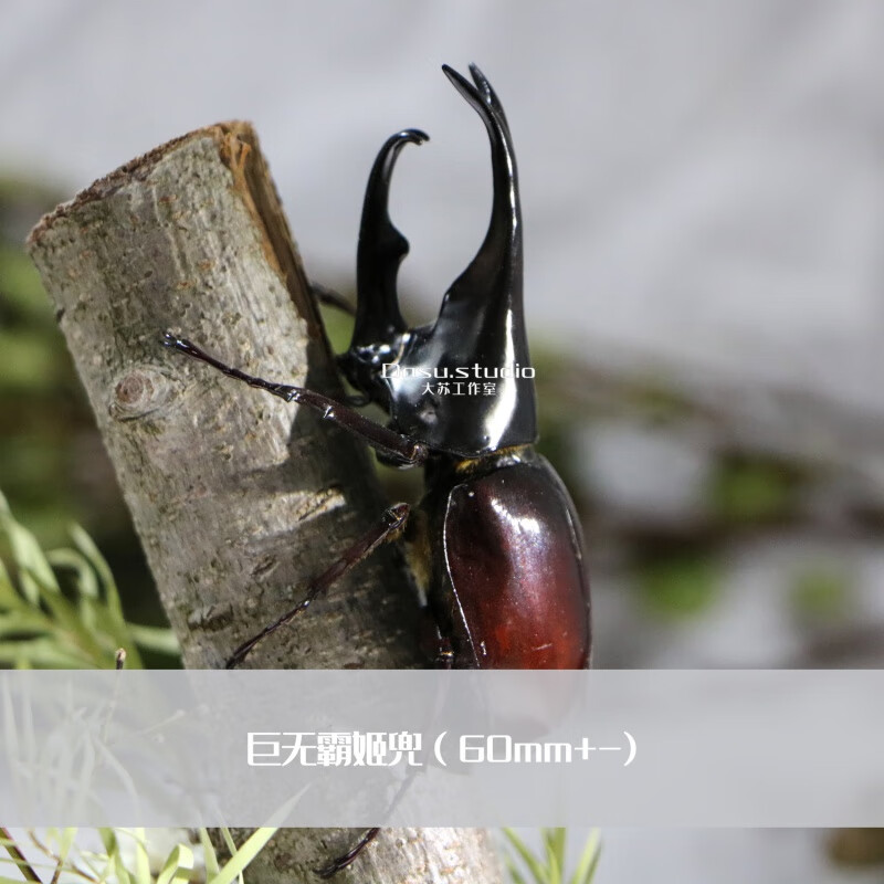 独角仙昆虫标本生态微景观工艺品男士礼物收藏 巨无霸姬兜(颜色随机)