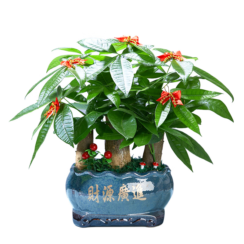 查询绿植盆栽价格最低|绿植盆栽价格历史