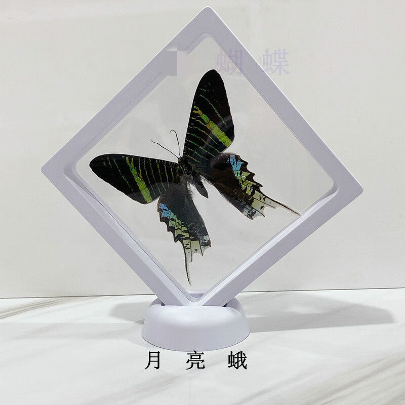 子木雅居蝴蝶标本 软膜盒装教学科普教具pet软膜相框收