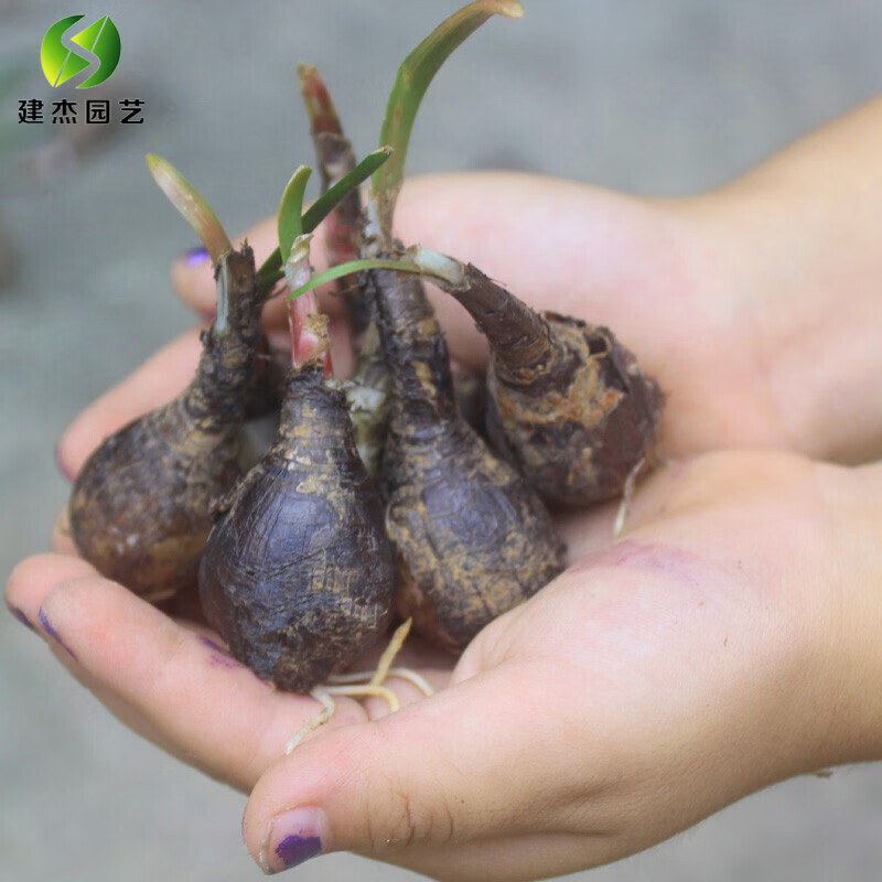 昊兰诺风雨兰种球韭兰葱兰花苗室内阳台盆栽花卉绿植四季种植开花 5个