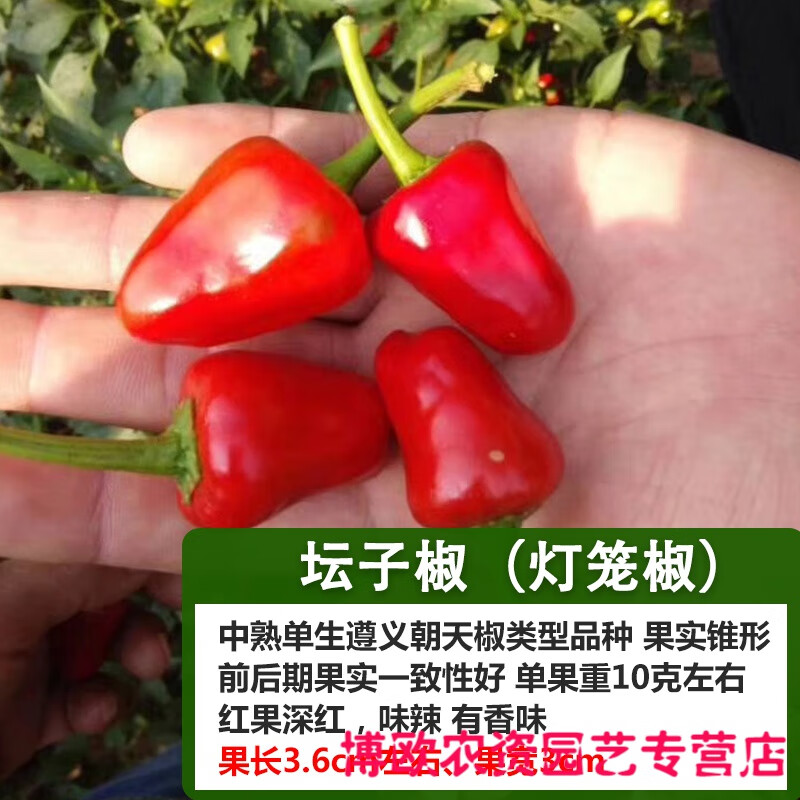 红艳小米椒种子朝天椒泡椒港椒薄皮辣椒种籽野山椒超长线蔬菜种孑