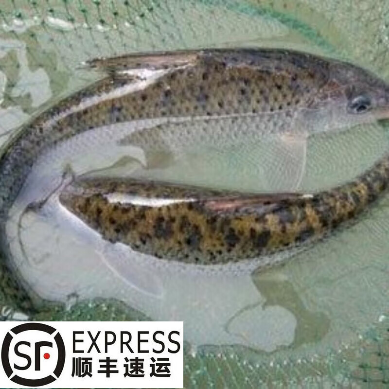 够印顺丰速运花骨鱼苗土凤鱼重唇鱼淡水鱼杀好发货生鲜鱼 花骨鱼1斤