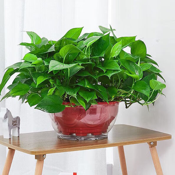 绿萝花的功效与作用图片_绿萝有什么功效与作用_绿萝花功效与作用