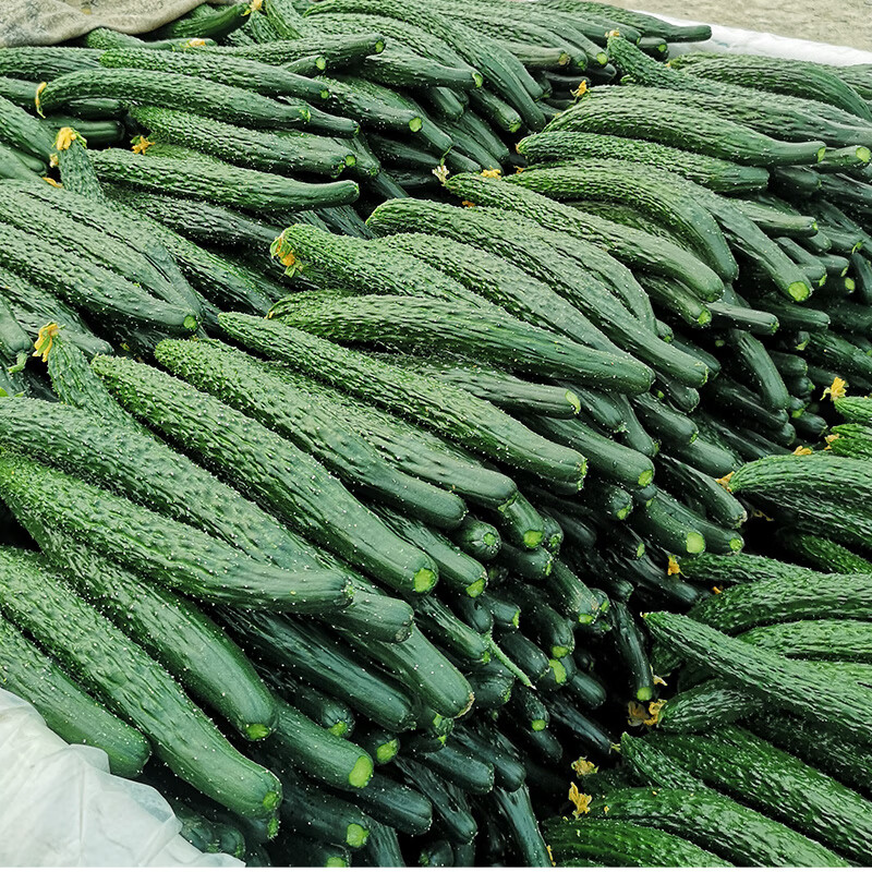 采缇(caiti)新鲜黄瓜农家自种山东旱黄瓜刺黄瓜生吃蔬菜大瓜即食蔬菜5