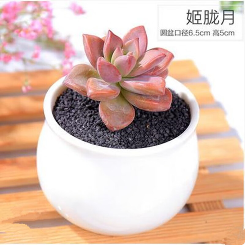 ��������ֲ����������ײ�����ֲ�����ڻ���С���Ժ���������� ������ 8.5Ԫ