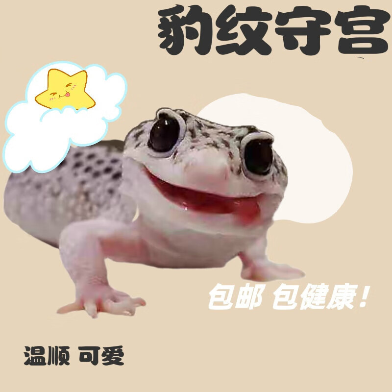 刘不丁豹纹守宫蜥蜴爬宠活物异宠冷门幼体人工养殖入门级温顺 [精品