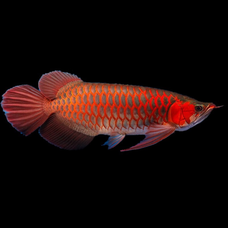 jypet印尼赤血红龙鱼纯种凤凰辣椒麒麟红龙鱼活鱼观赏鱼活体红金龙鱼