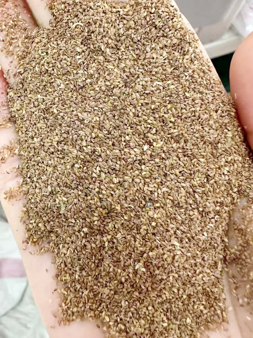 芗苒风铃花种子四季花籽种籽籽 风铃花种子一斤