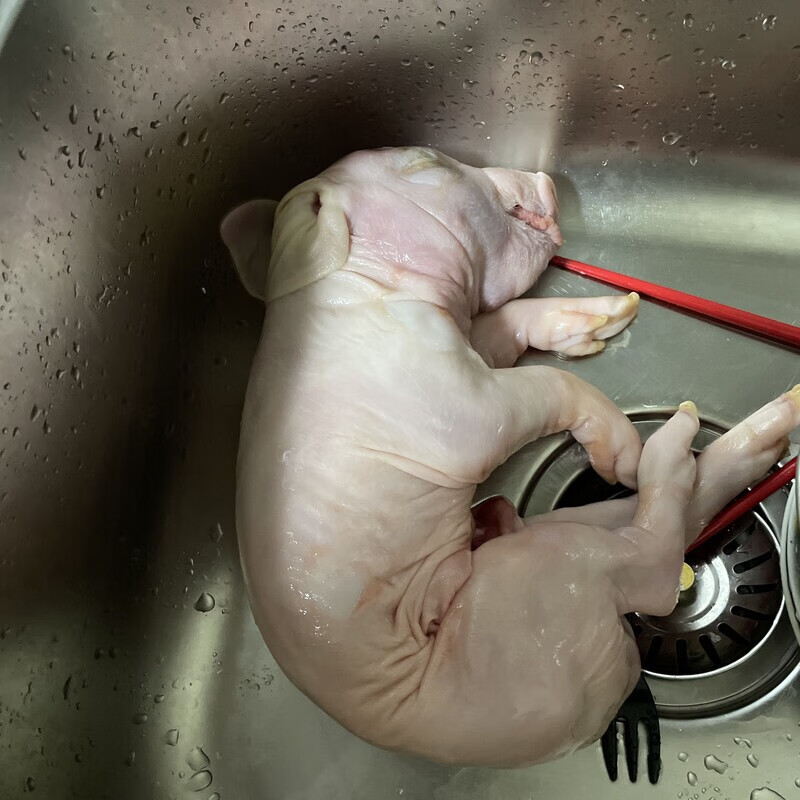 抽筋猪：互联网时代的健身新宠