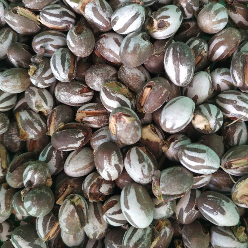 杨拉罐洋辣子罐蛋活幼虫高蛋白粮食鱼饵鸟仓鼠零食坦克虫 12颗(大个头