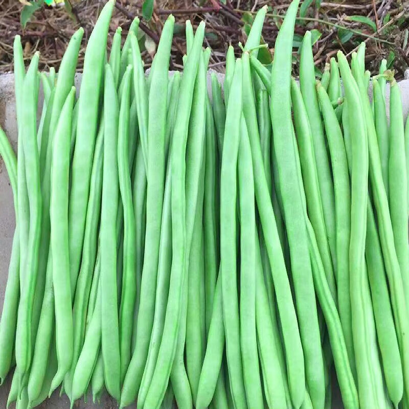 神禾春季瓜果蔬菜种子批发大全四季播种阳台水果 小金豆四季豆种子50g