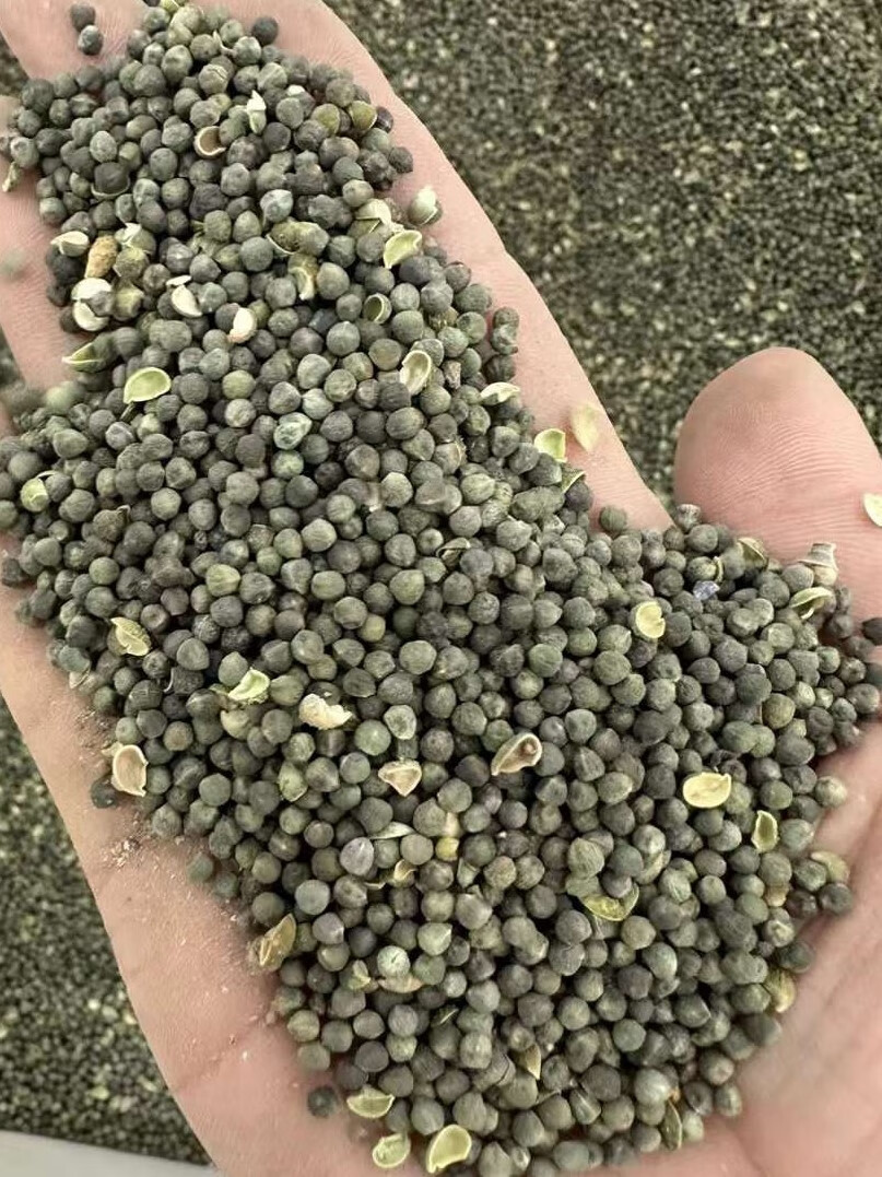 芗苒珍珠透骨草种子四季播种用种籽籽 珍珠透骨草种子一斤