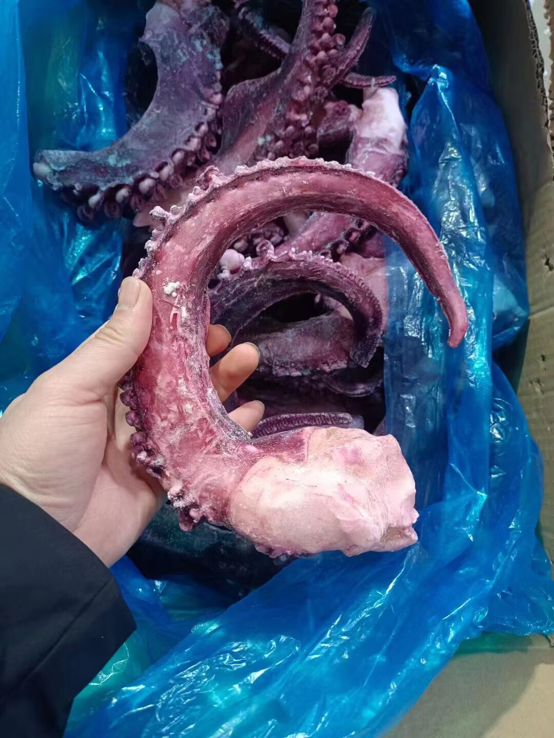 渔水肴【无冰衣章鱼足】脆口鱿鱼须八爪鱼海鲜超大章鱼足净重无冰日料