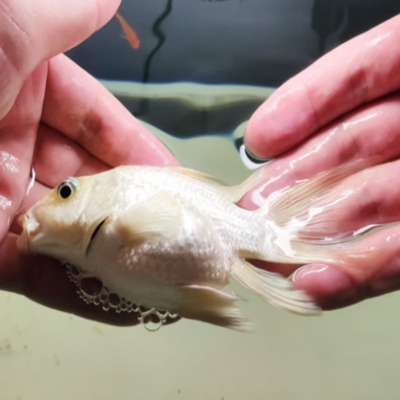 狮头球体蝴蝶鲤 3-4cm【4条】