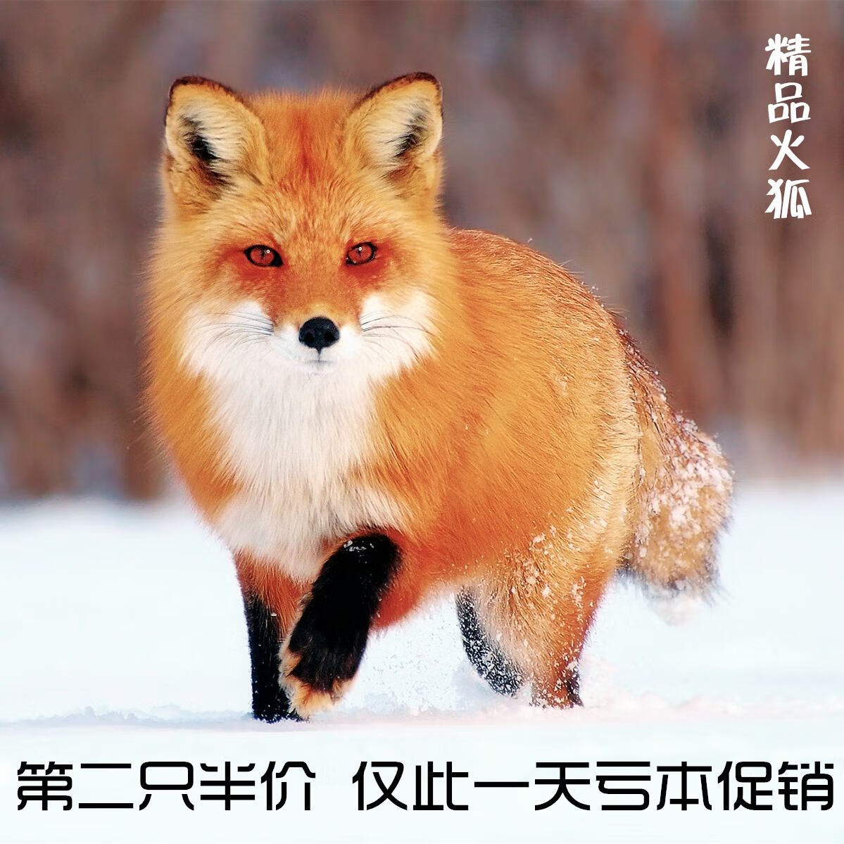 狐狸可爱萌宠白狐雪狐黑狐红狐熊猫狐幼崽可爱听话小狐狸 红狐 红狐幼
