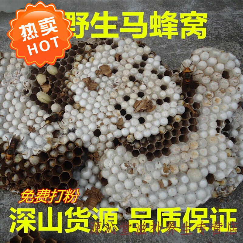 马蜂窝野蜂窝露蜂房100g 大黄蜂窝胡蜂蜂房蜂巢 野蚂蜂窝新货