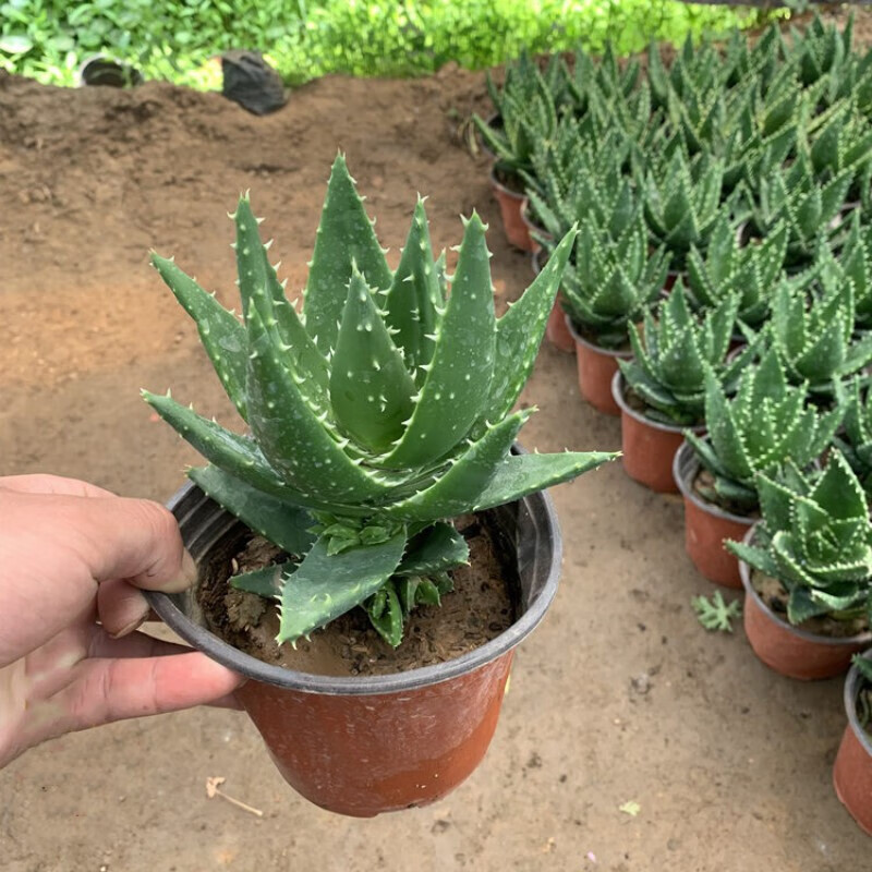 芦荟盆栽多肉植物开普芦荟不夜城芦荟仙人掌盆栽桌面绿色盆栽 不夜城