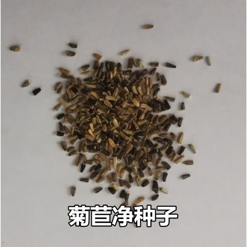 进口将军菊苣种子大叶菊苣多年生四季牧草种子猪牛羊鸡鸭鹅鱼草籽