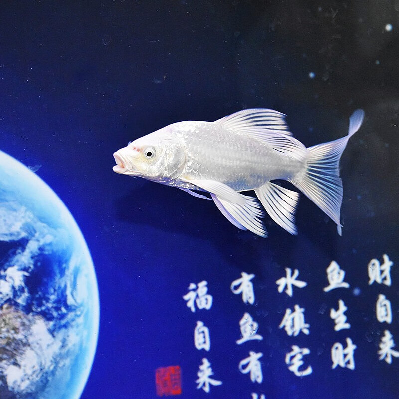 贝冠奇锦鲤活鱼大正三色红白锦鲤秋翠孔雀冷水小鱼蝴蝶鲤德系观赏鱼 三色锦鲤1条（24-29厘米）