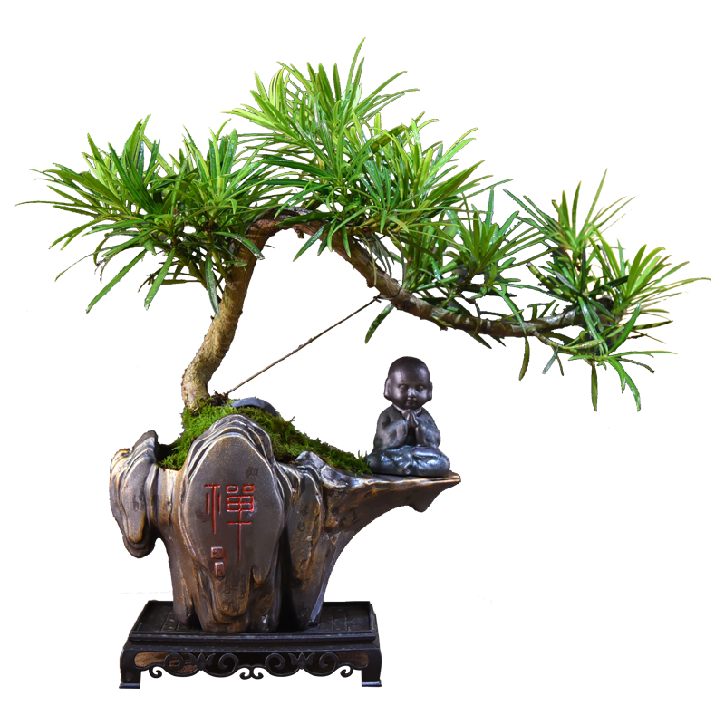 ��Ȼ�ռ������޺�������������ɽ˫Ʈ֦+����+155��+2Ӫ��Һ Դͷֱ�� 189.69Ԫ��3��(��63.23Ԫ/��)