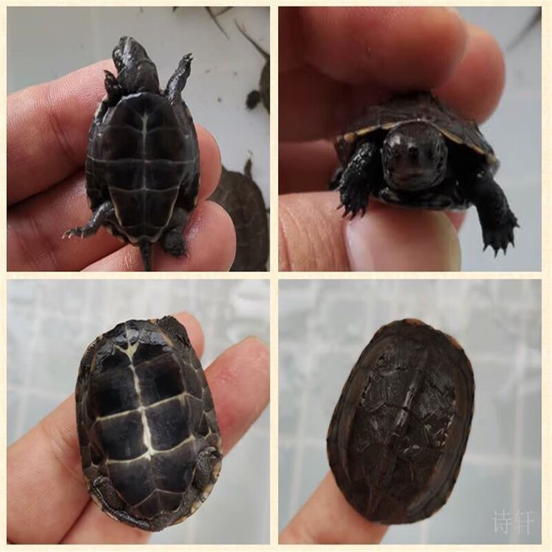 诗轩  墨龟 全黑 黑龟 极墨 墨龟苗活体宠物纯种中华草公龟观赏顶墨龟