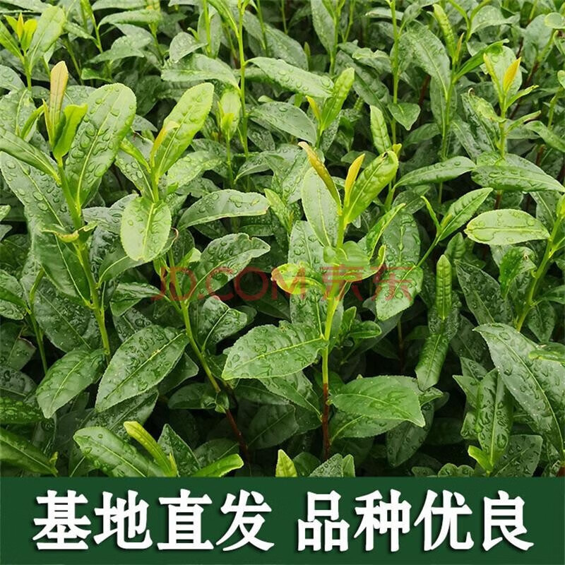 茶叶树苗春茶四季茶树白茶种植龙井北方老树桩绿茶正宗南方碧螺春