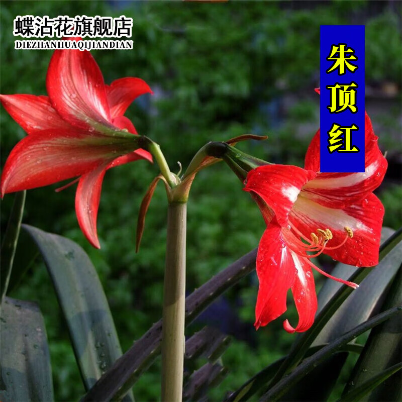 花卉种子朱顶红种球室外花种朱顶兰四季种易活柱顶红多年生单瓣土朱