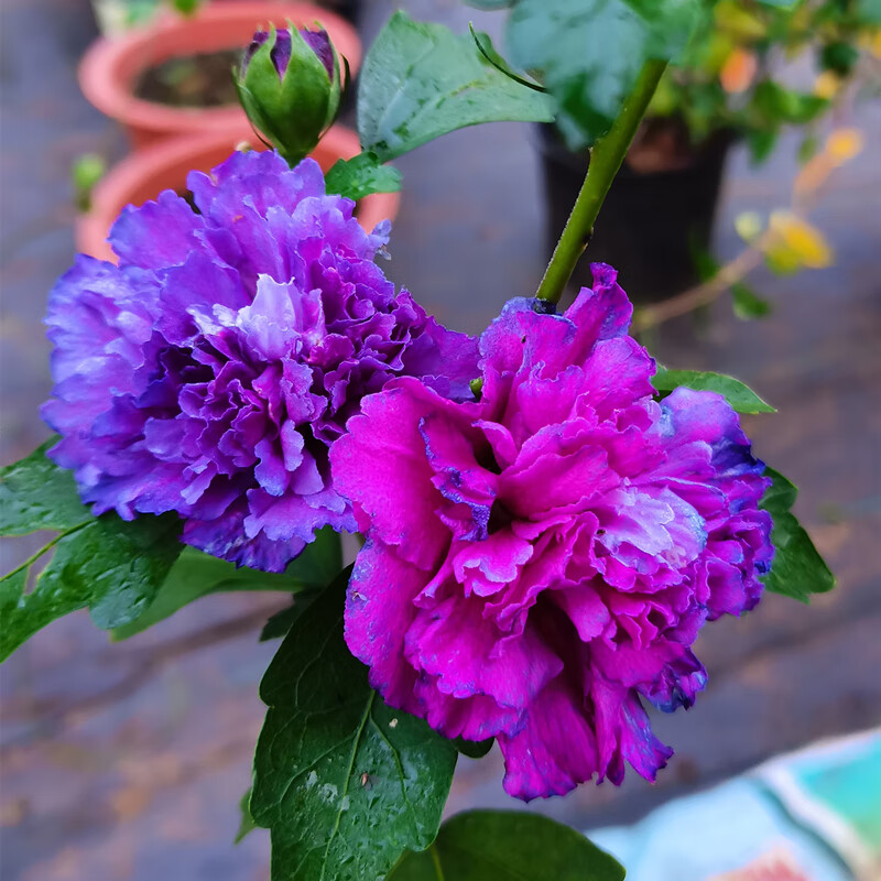 苏艺缘日本重瓣木槿花卉盆栽树苗紫玉蓝莓冰沙阳台庭院棒棒糖植物大花