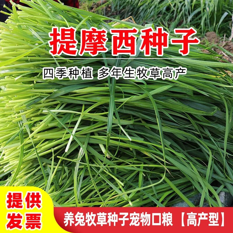 誉满园牧草种子提摩西草籽牧草种子兔子草粮提摩西草种子兔子爱吃四季