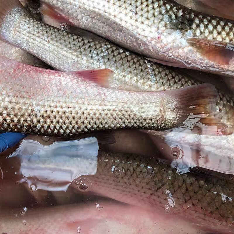 世超梭鱼子鱼海鲜鲜活水产海鱼乌头鱼梭子鱼乌鱼鲻鱼海梭鱼 2-3斤一条