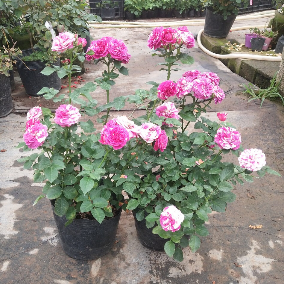 畅微 日月盆栽 芳香宝石 芬芳宝石条纹月季花浓香多天四季开花玫瑰