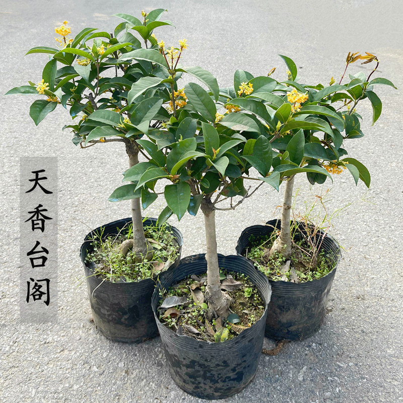 mojy天香台阁桂花苗盆栽嫁接盆景老桩原生树桩浓香四季开花金桂带花苞