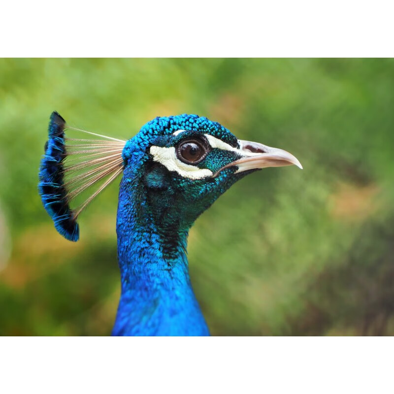 狼天影(langtianying)孔雀海报鸟类动物墙贴画美丽羽毛宿舍卧室房间