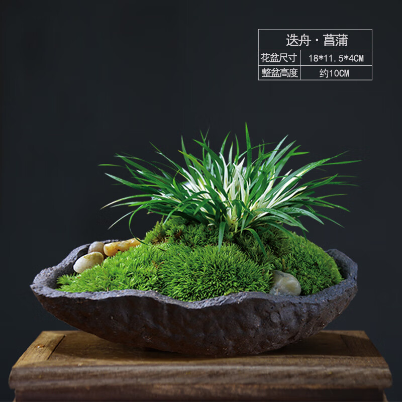 【迭舟唱晚】迭舟紫砂新品种金钱锦菖蒲 带盆栽好