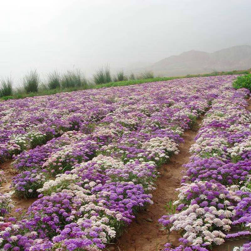 子蜂室花矮生春季花卉植物庭院花籽花草种子室外花 蜂室花种子1千粒