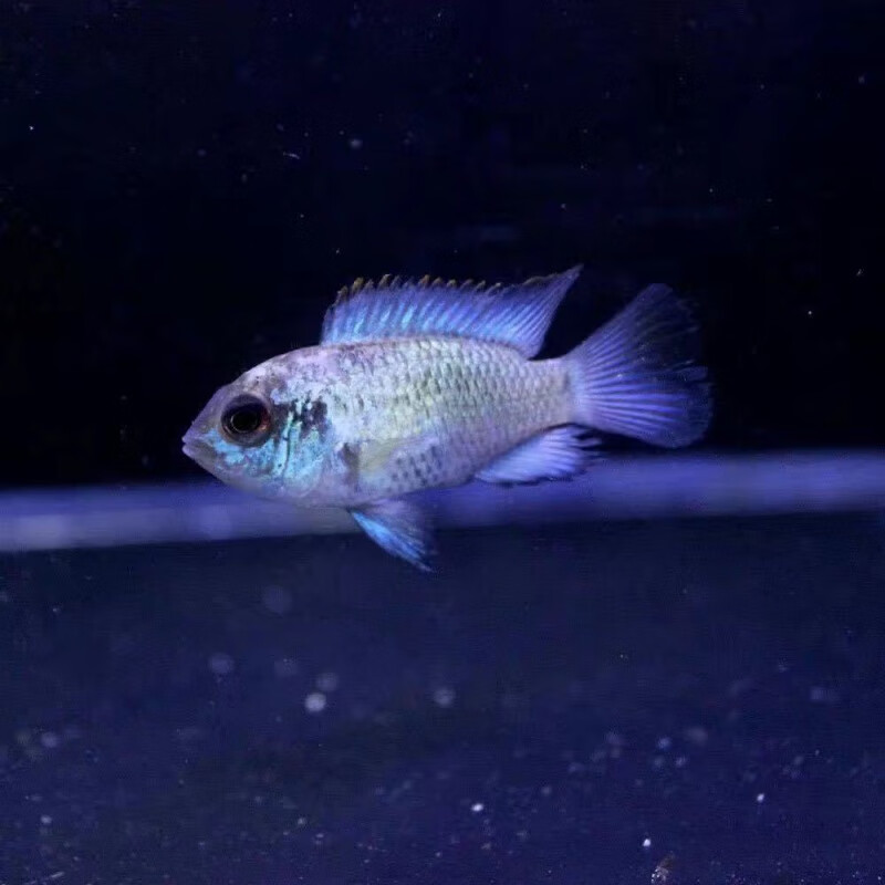 鱼活金鱼观赏鱼淡水热带好养宠物新手鱼小型鱼 湛蓝宝石3-4厘米3条