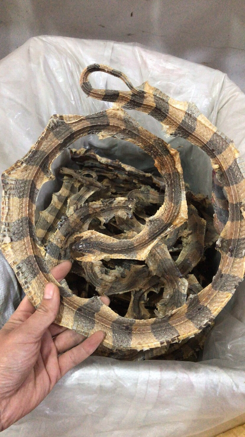 北京同仁品质 中药材金环蛇银环蛇无硫整条黄金蛇100克风干新货 50克
