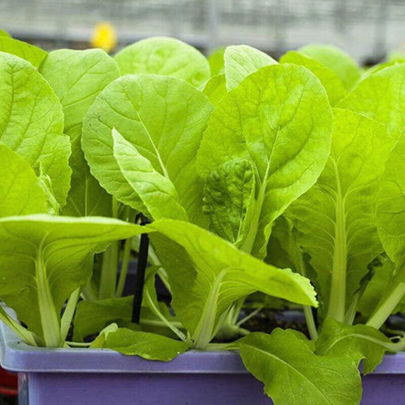 清晨露水 奶油小白菜 蔬菜种子菜籽 阳台种菜 盆栽 高出芽率精装 奶油
