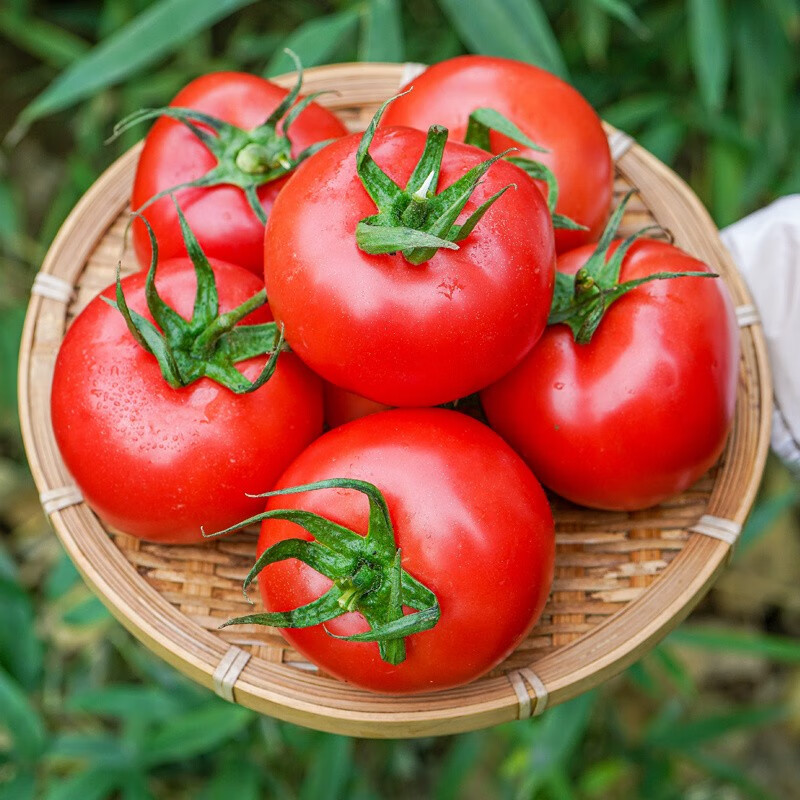 (顺丰直发)普罗旺斯西红柿新鲜蔬菜当季沙瓤然熟生吃水果大番茄 5斤特
